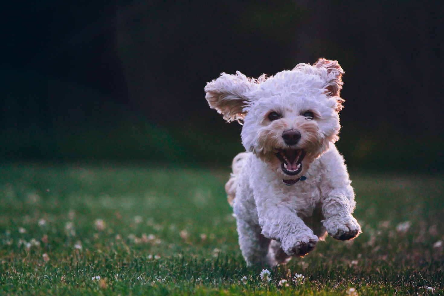 Comment préparer votre chien à une garde réussie