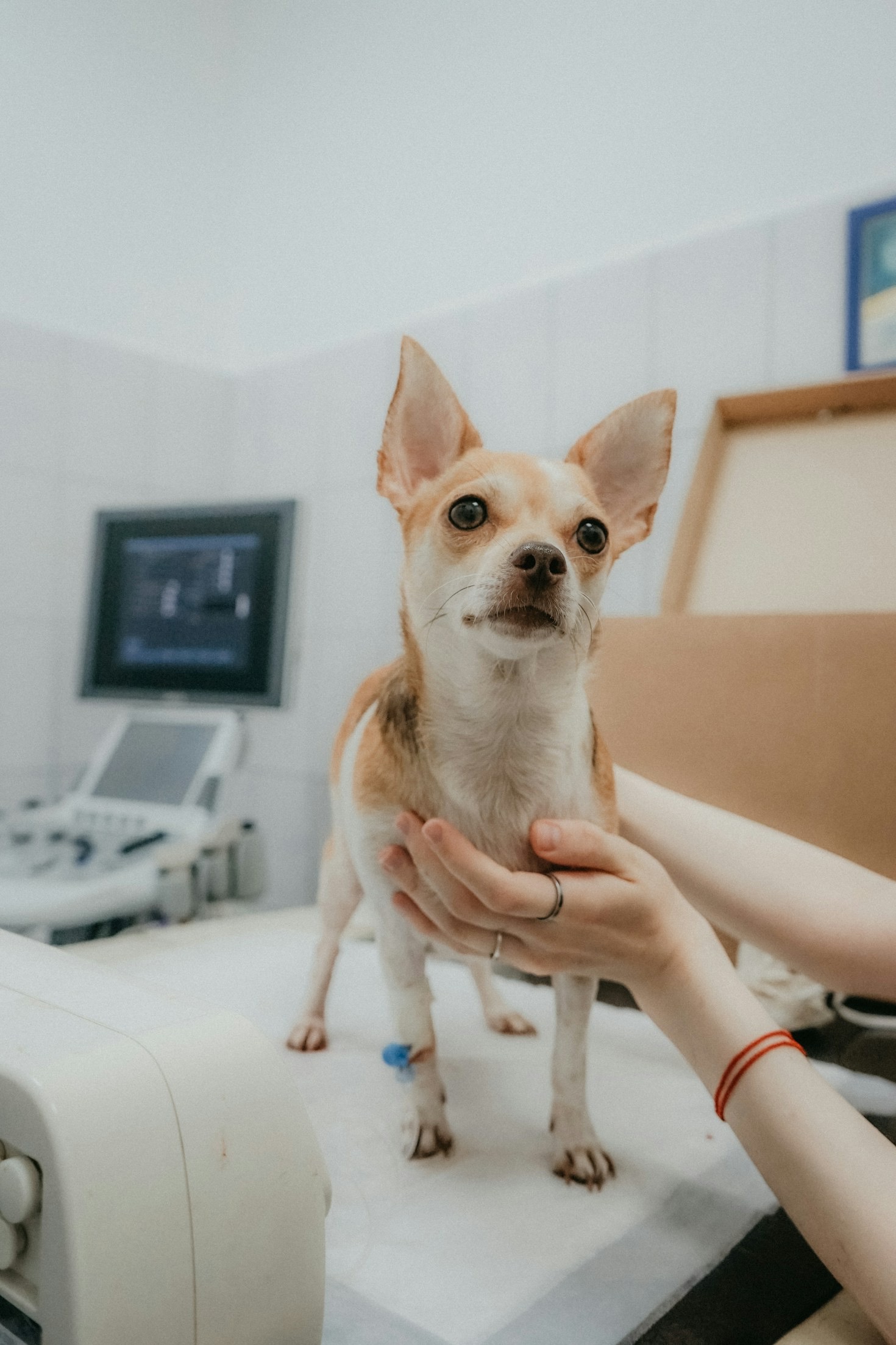 Astuces pour un chien serein à la maison