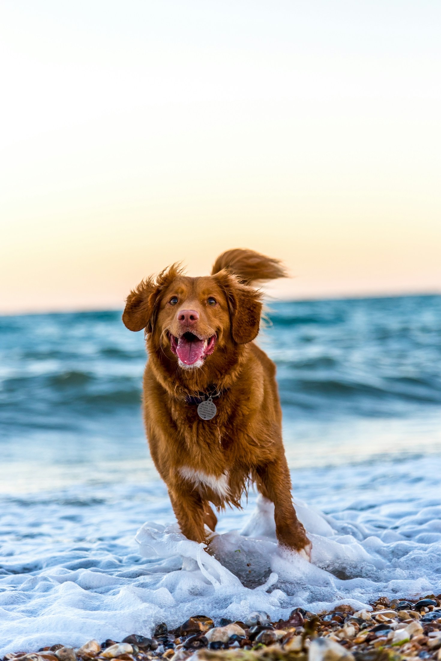 Pourquoi opter pour un éducateur canin bienveillant